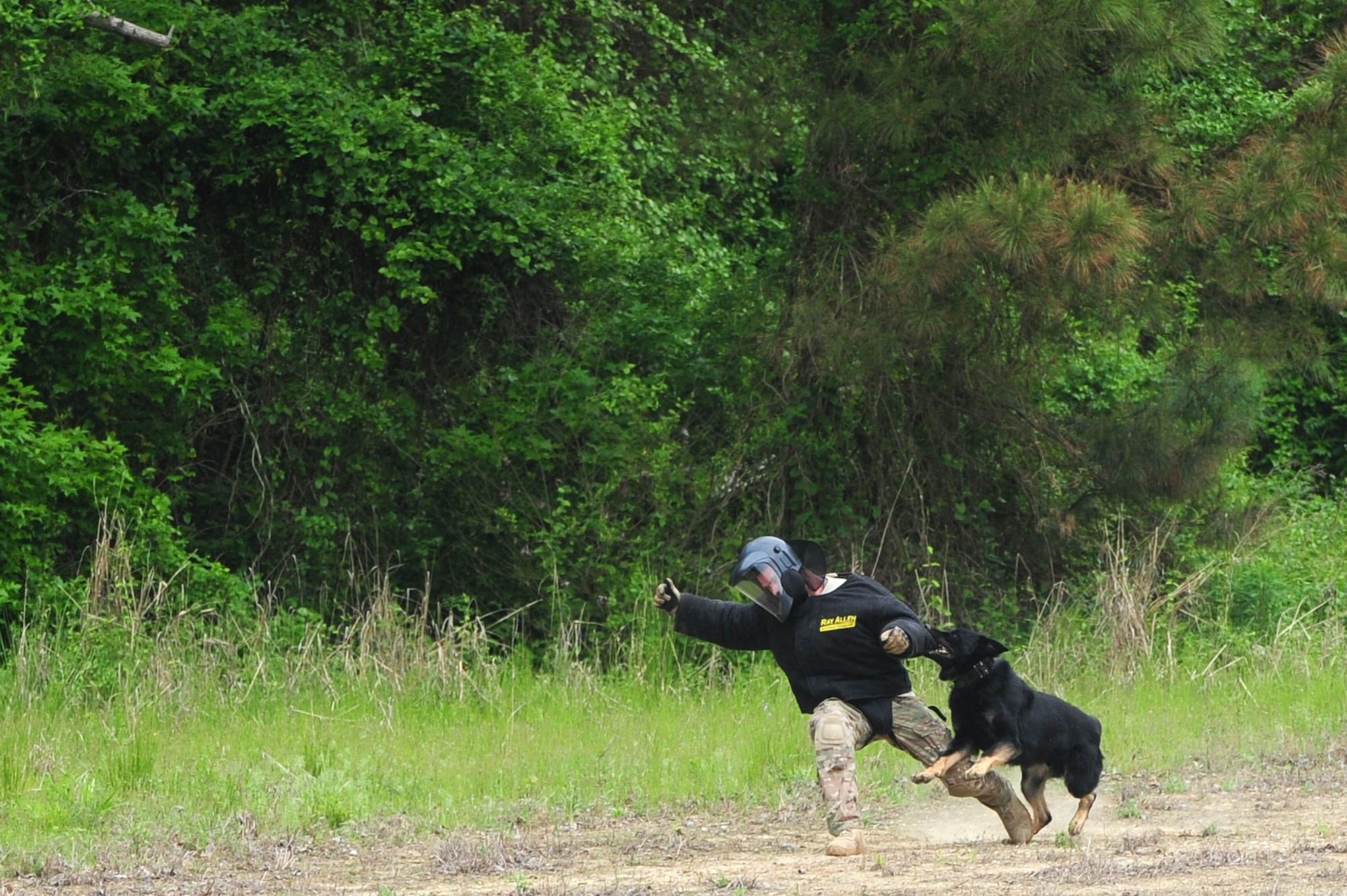 Badd, 4th Security Forces Squadron military working dog, attacks Staff Sgt. Forrest George, 4th SFS MWD trainer, during an exercise, April 29, 2014, at Seymour Johnson Air Force Base, N.C. George played the role of an enemy combatant who challenged 4th SFS Airmen on a training mission. (U.S. Air Force photo/Senior Airman John Nieves Camacho)