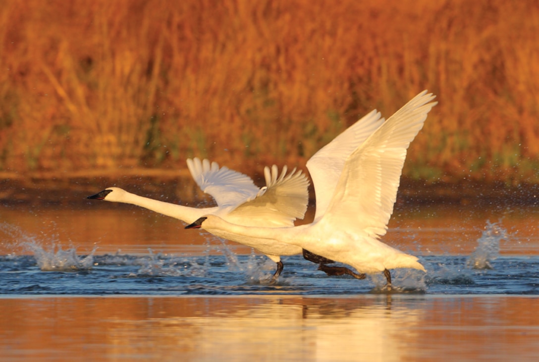 Move over, bald eagle. Another rare, iconic beauty, the regal trumpeter swan, has become the sight to see -- and hear -- along the Mississippi River during the winter. (Photo by Danny Brown)