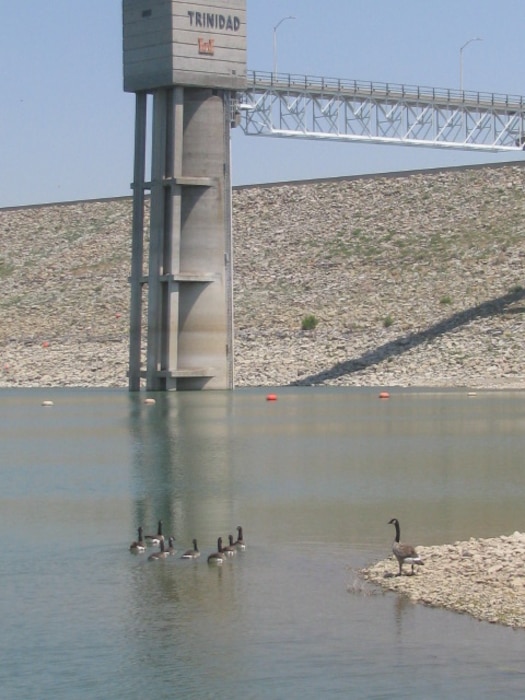 TRINIDAD LAKE, COLO., -- Some of the ducks at Trinidad Lake enjoy the water in this May 15, 2012, photo by Marvin Urban.