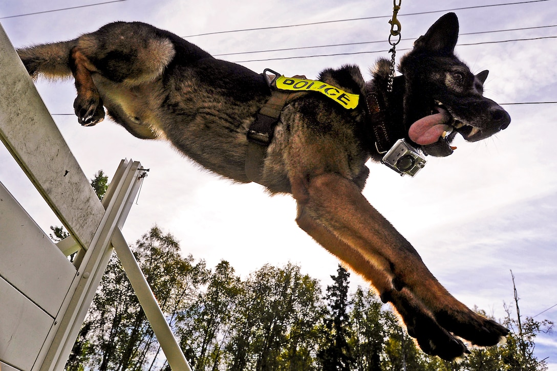 Ajax, a German shepherd military working dog, leaps over a hurdle during a training session on Joint Base Elmendorf-Richardson, Alaska, Aug. 26, 2013. Ajax is assigned to the 673d Air Base Wing Security Forces Squadron, where airmen train with their K-9 counterparts to keep their teams flexible to respond to law enforcement emergencies and overseas deployments.  
