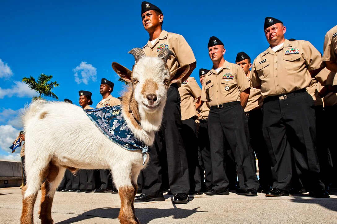 U.S. Navy Chief Petty Officer selectees stand in formation next to Charlie, a goat representing an organization of chief petty officers in Pearl Harbor, Hawaii, Aug. 6, 2013. The selectees are assigned to various commands on Joint Base Pearl Harbor-Hickam.  
