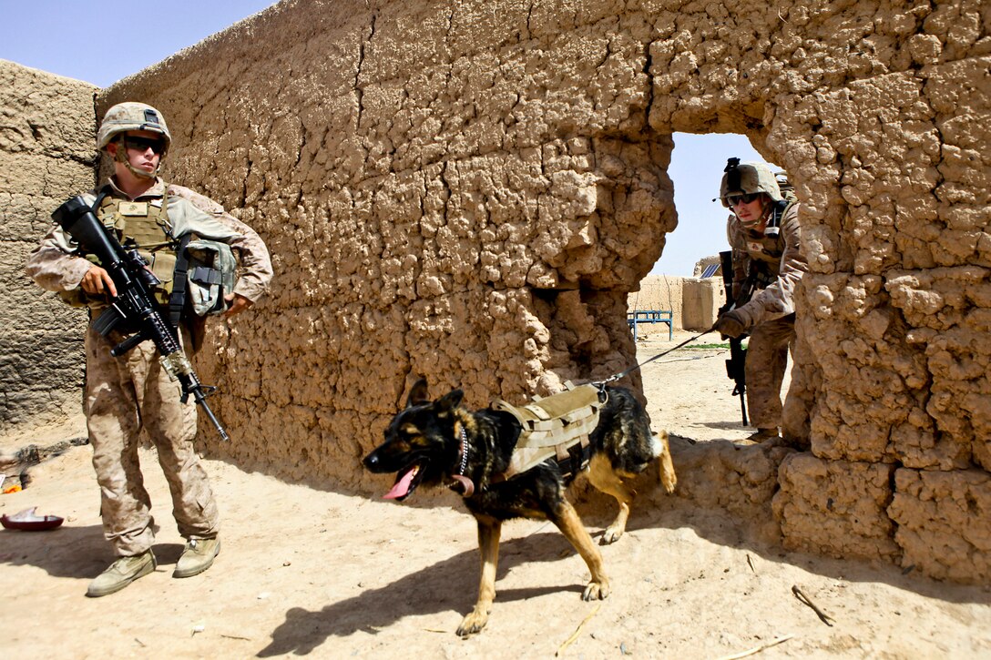 U.S. Marine Corps Cpl. Quinton McCloud, right, and Zamp, a military working dog trained to detect improvised explosive devices, search inside an Afghan compound for any evidence of insurgency and weapons during Operation Grizzly IV near Patrol Base Boldak in Helmand province, Afghanistan, July 29, 2013. McCloud is assigned to Fox Company, 2nd Battalion, 2nd Marine Regiment.  
