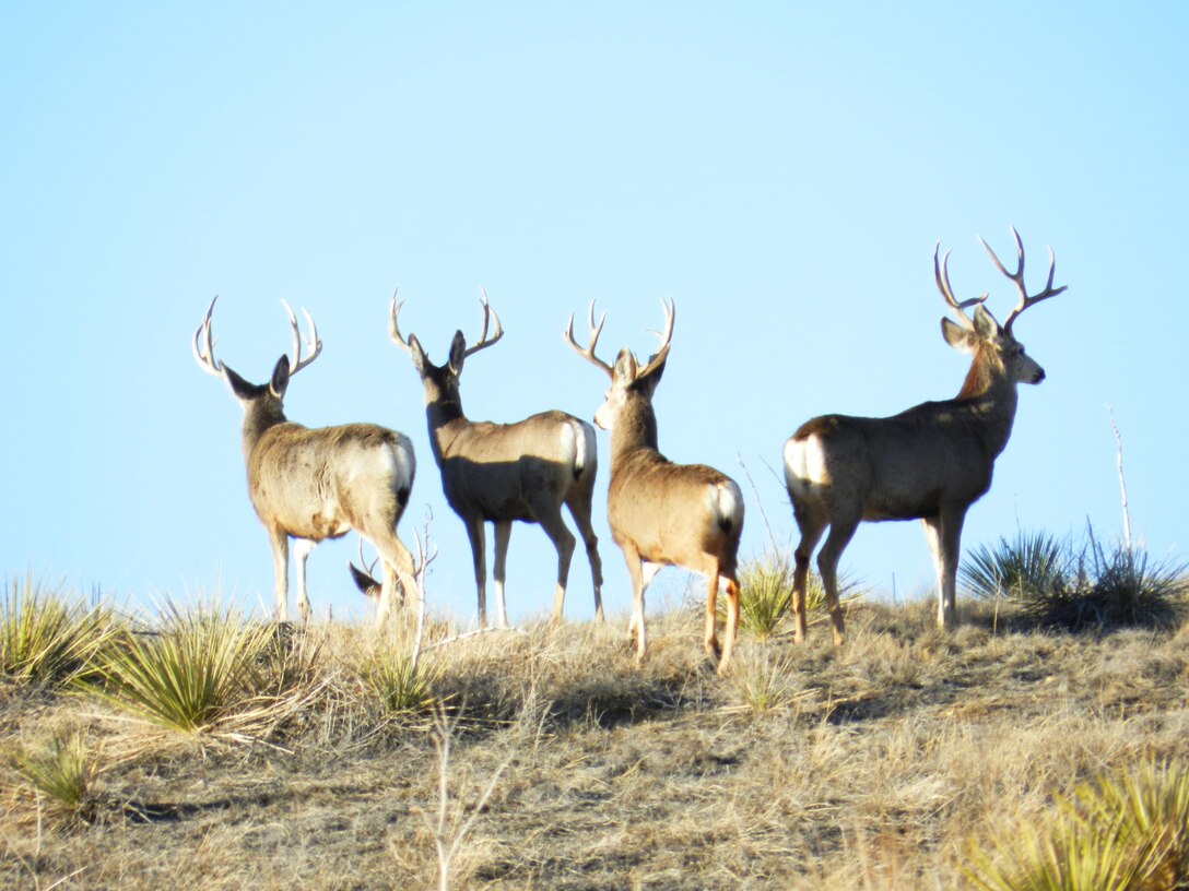 JOHN MARTIN DAM, COLO., -- A group of mule deer below the dam on Jan. 22, 2012. Photo by Craig Trinkle.