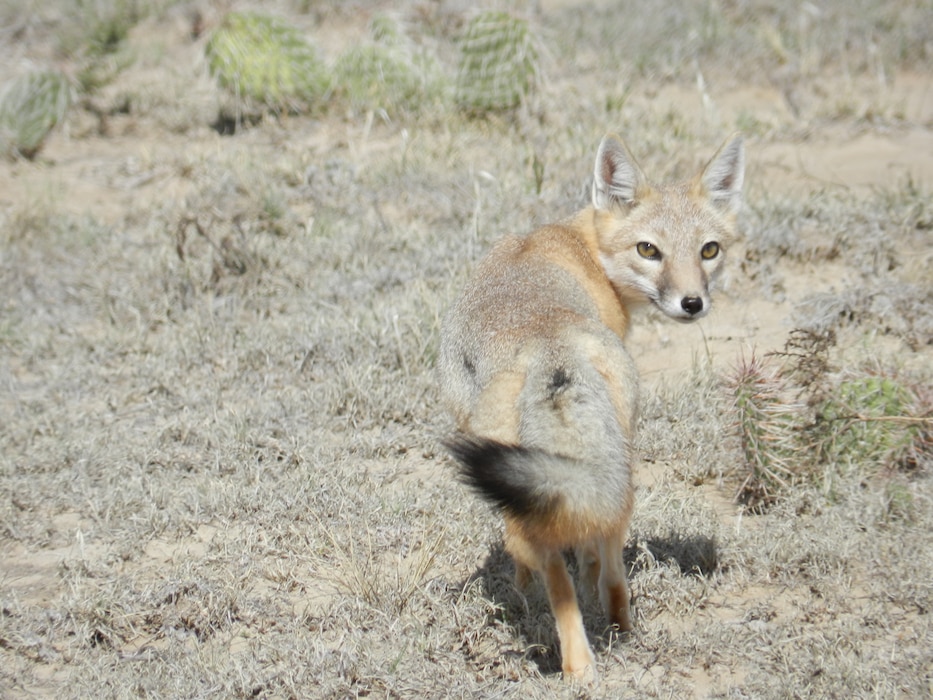 JOHN MARTIN DAM, COLO., --A fox near Rule Creek on Oct. 8, 2012. Photo by Craig Trinkle.