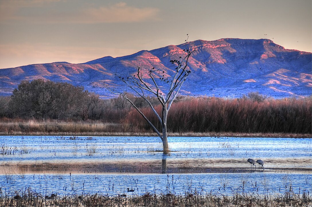 SOCORRO, N.M., -- Bosque Del Apache as seen in this photo taken the evening of Nov. 29, 2009, taken by Richard Banker. This photo place second, based on employee voting.