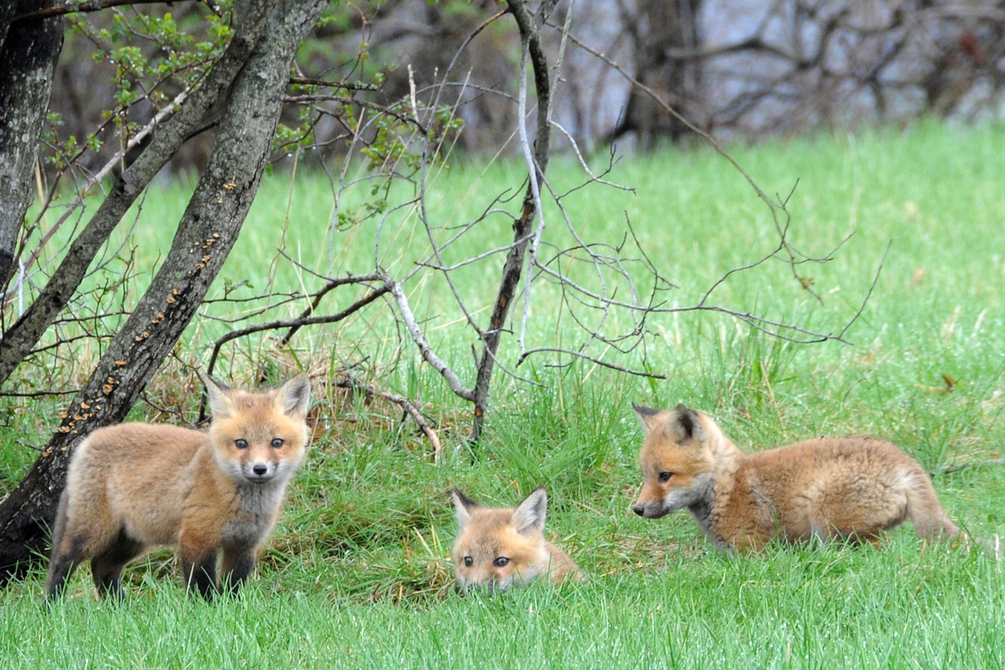 HANSCOM AIR FORCE BASE, Mass. – This family of foxes was spotted near the former Air Force Research Laboratory May 1. Base personnel should use caution when in that area. (U.S. Air Force photo by Linda LaBonte Britt) 