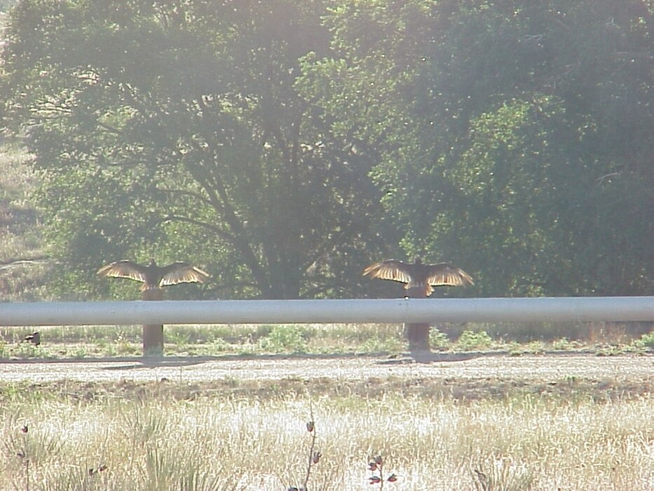 JOHN MARTIN RESERVOIR & DAM, Colo., -- Buzzards on the guardrail of the South Addit roadway as the sun is rising. Photo by Debby Schibbelhut.