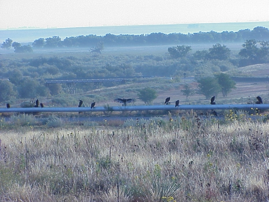 JOHN MARTIN RESERVOIR & DAM, Colo., -- Buzzards wait for the sun to fully rise on the south addit road as the sun was coming up and the mist was rising in the background. Photo by Debby Schibbelhut, Sept. 29, 2011.