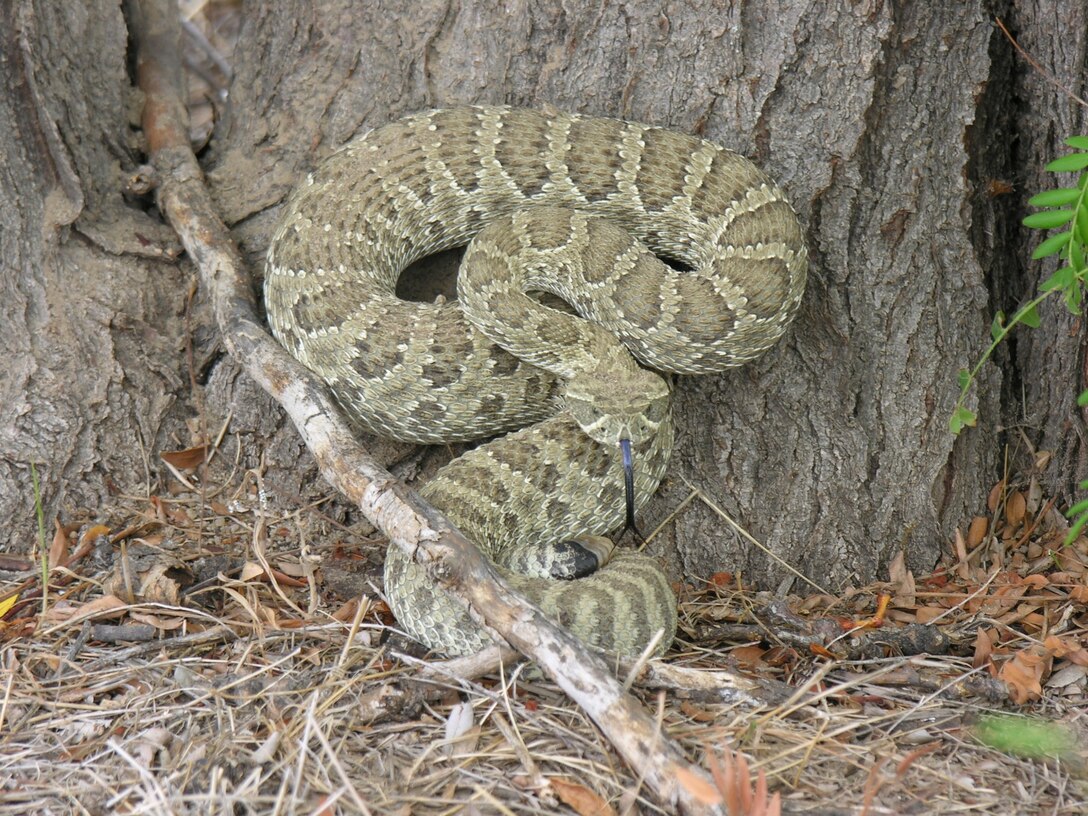 JOHN MARTIN RESERVOIR & DAM, Colo., -- A rattlesnake sticks its tongue out. Photo by Craig Trinkle, July 20, 2011.
