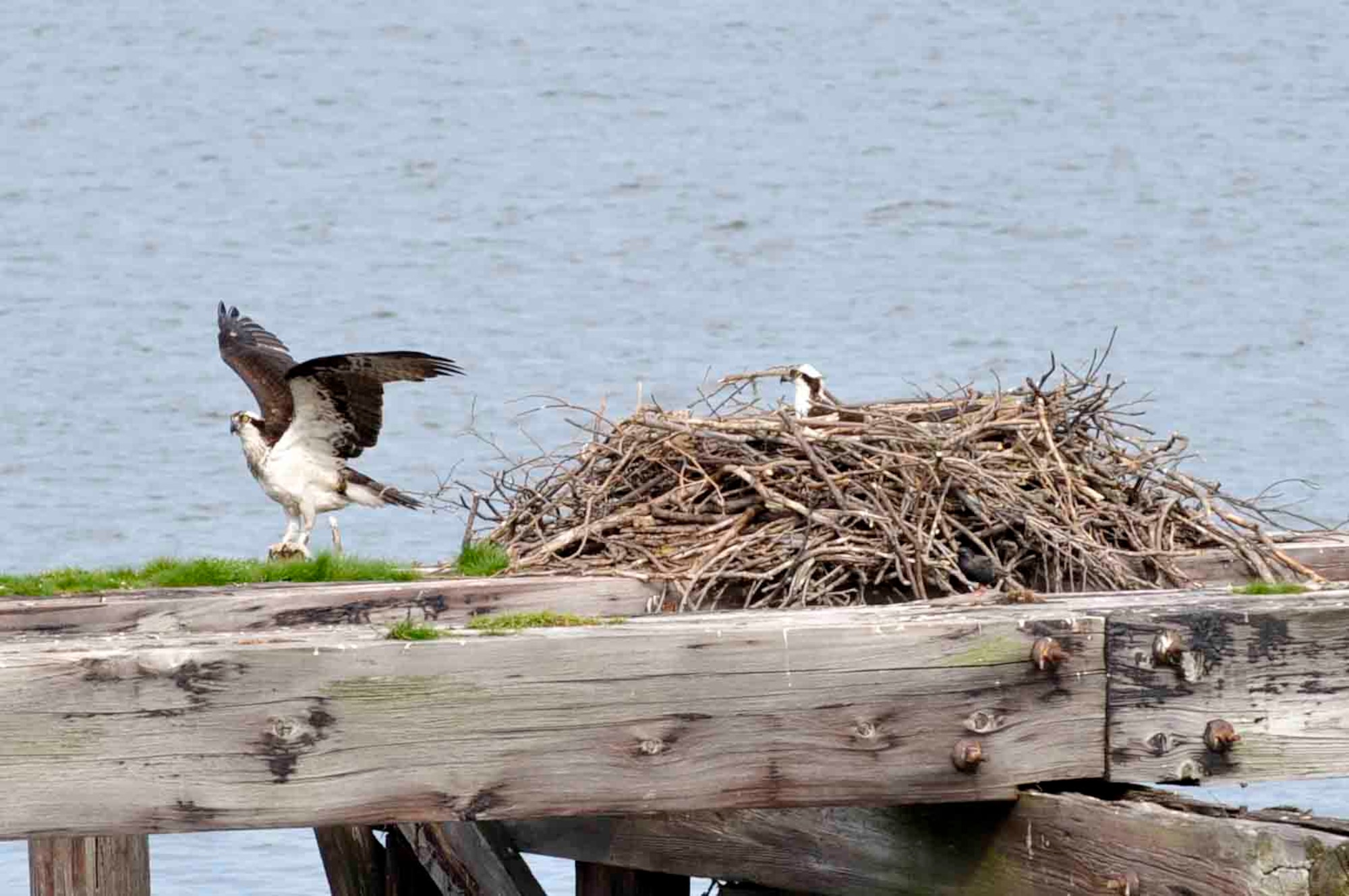 A pair of osprey return to the wooden pier adjacent to the King Street Bridge at Langley Air Force Base, Va., May 3, 2014. Counters spotted a total of 10 osprey during the 28th annual spring bird count, held to help keep pilots safe and Langley environmentally compliant.  (U.S. Air Force photo by Staff Sgt. Wesley Farnsworth/Released)