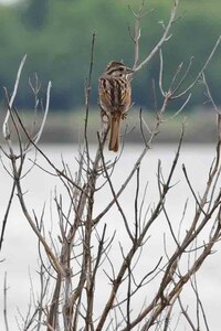 A song sparrow takes a break from singing along the shoreline of the Southwest Branch of the Back River at Langley Air Force Base, Va., May 3, 2014. Information gathered during the 28th annual spring bird count will be shared with safety offices and the birding community.  (U.S. Air Force photo by Staff Sgt. Wesley Farnsworth/Released)