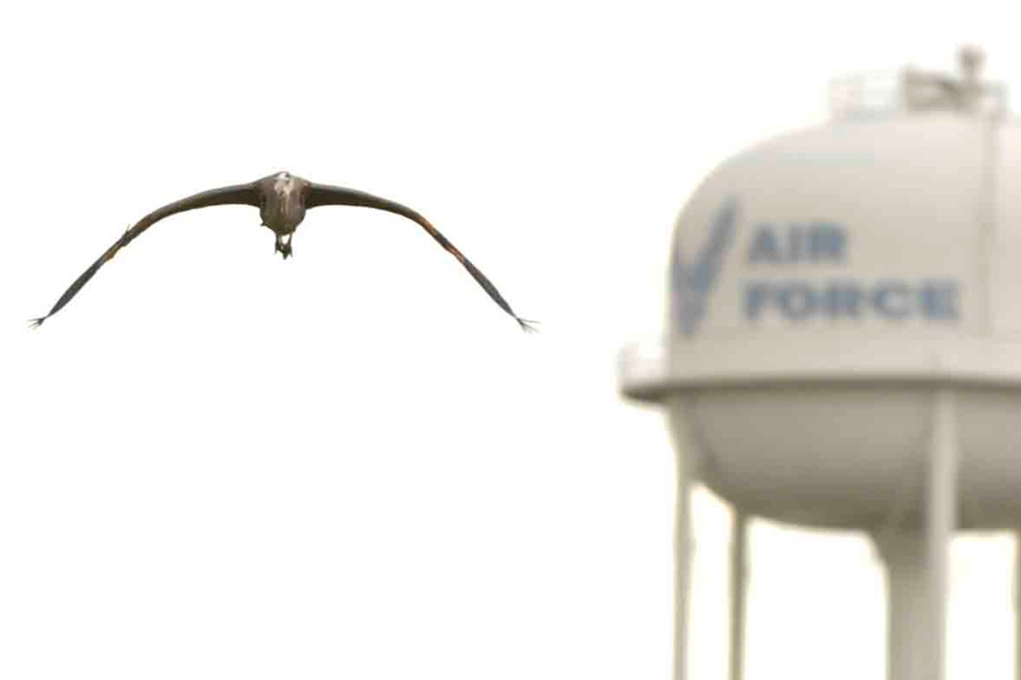 A great blue heron flies away from the water tower near the child development center at Langley Air Force Base, Va., May 3, 2014. During the 28th annual spring bird count, 630 birds from 69 species were identified.  (U.S. Air Force photo by Staff Sgt. Wesley Farnsworth/Released)