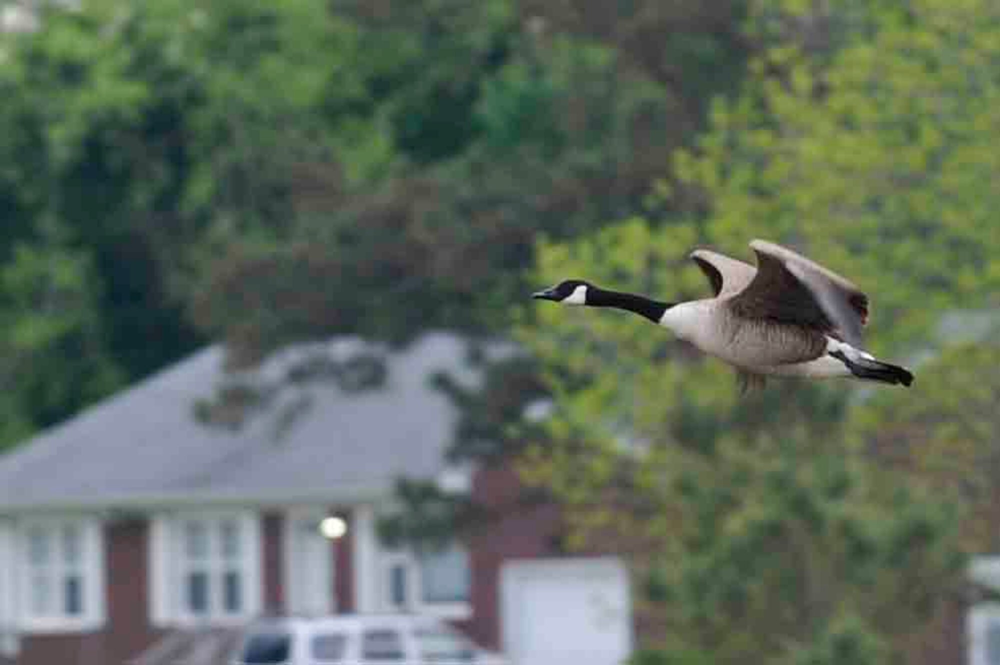 A Canada goose takes flight behind the B-52 Stratofortress static display at Langley Air Force Base, Va., May 3, 2014. Volunteers identified 630 birds from 69 species during the 28th annual spring bird count.  (U.S. Air Force photo by Staff Sgt. Wesley Farnsworth/Released)