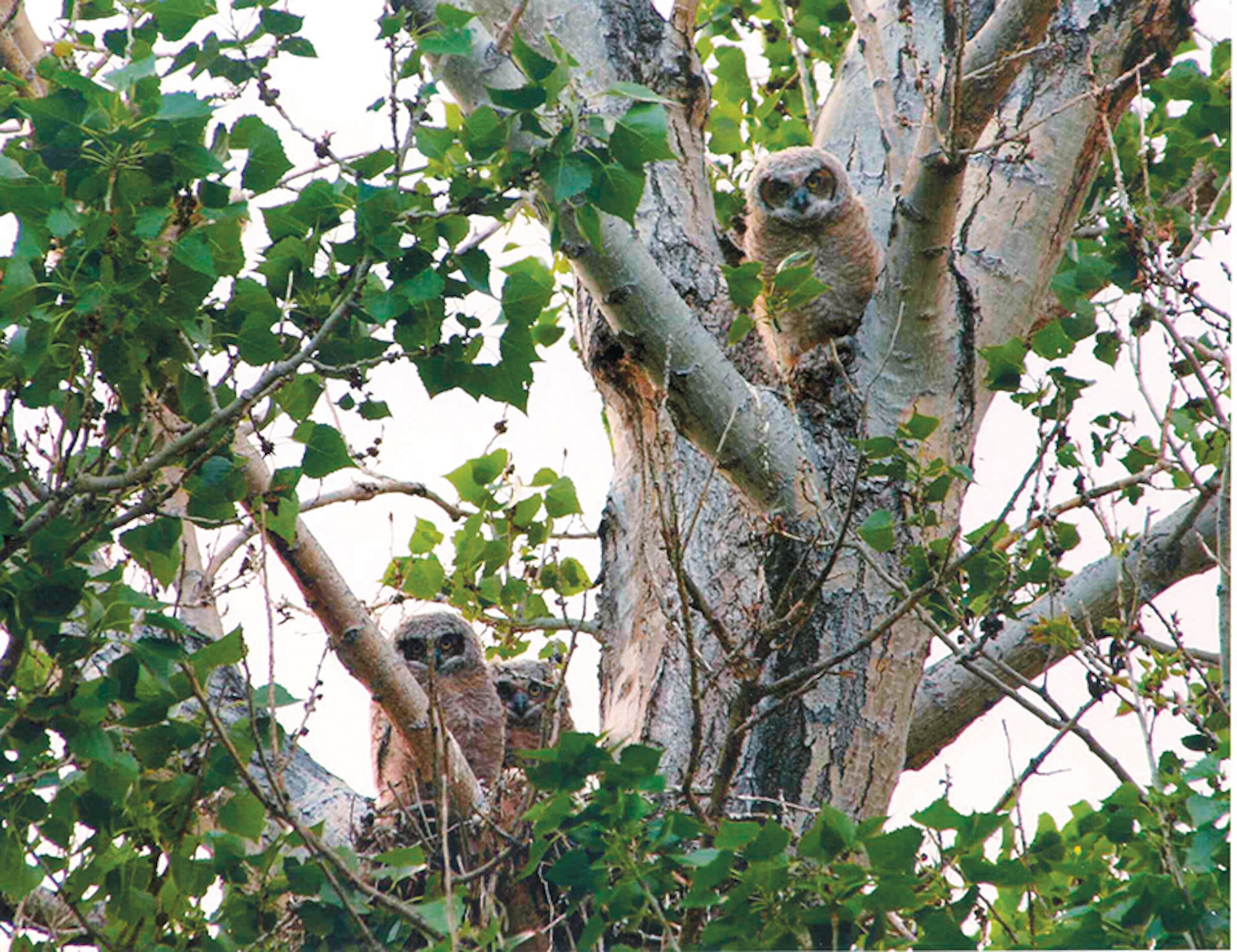 A nest of  great horned owls were found in a tree on base. Kirtland’s Natural Resource office is conducting seven studies of bird populations found on base. (Courtesy photo)