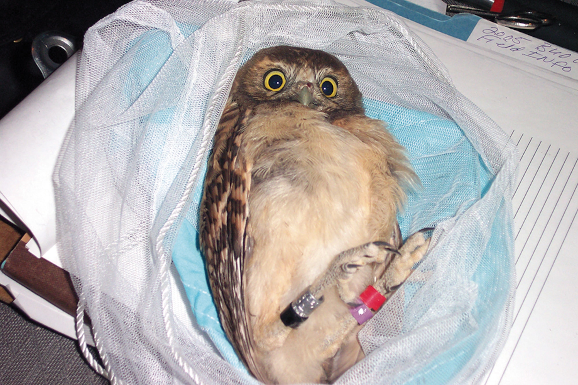A fledgling burrowing owl is banded as part of a bird study on base.  Kirtland’s Natural Resource office is conducting seven studies of bird populations found on base. (Courtesy photo)