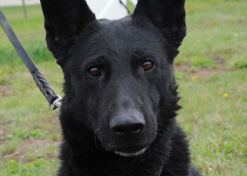A close up is shown of Zsabi, 341st Security Forces Squadron military working dog. (U.S. Air Force photo/Senior Airman Cortney Paxton)