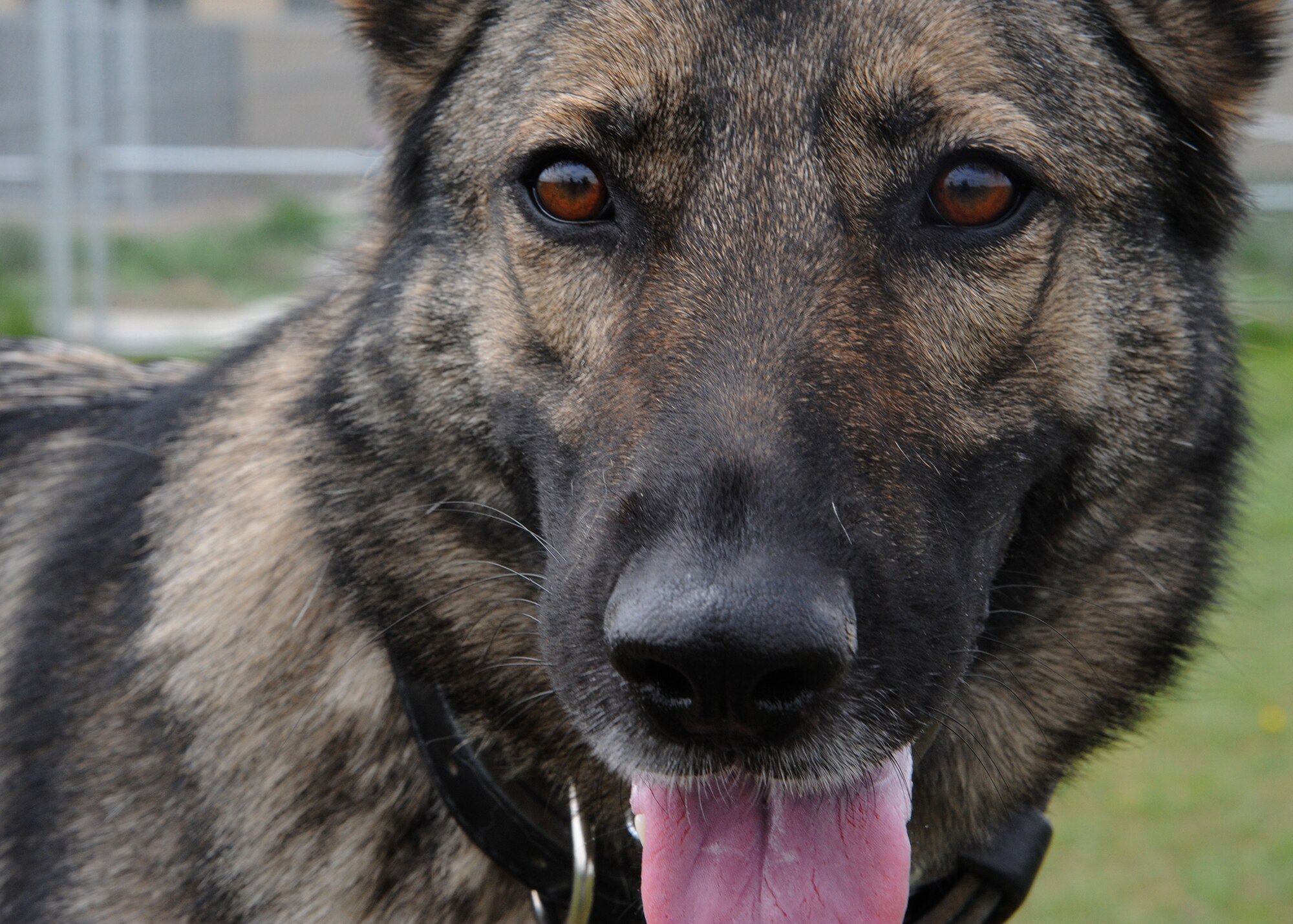 A close up is shown of Gina, 341st Security Forces Squadron military working dog. (U.S. Air Force photo/Senior Airman Cortney Paxton)