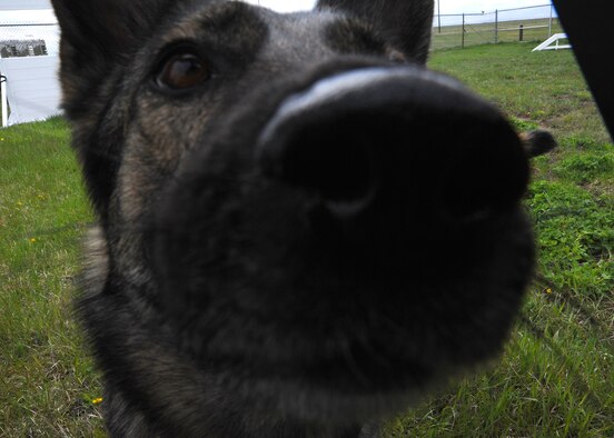 Gina, 341st Security Forces Squadron military working dog, gets a little curious and sniffs the camera at the base’s kennels May 7. (U.S. Air Force photo/Senior Airman Cortney Paxton)