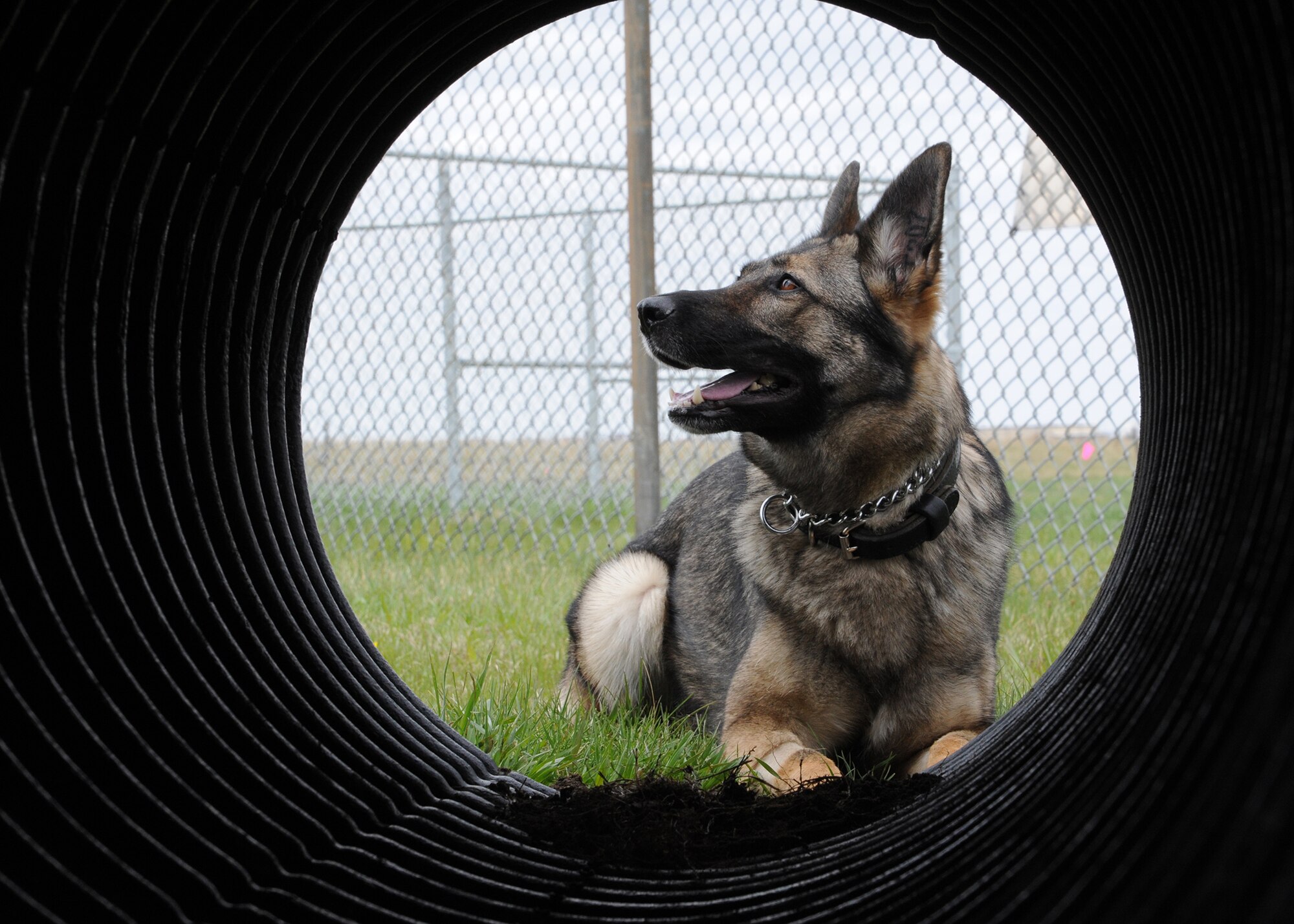 Gina, 341st Security Forces Squadron military working dog, lies at one side of a tunnel and waits for her handler to tell her to crawl through it at Malmstrom’s K-9 kennels May 7. MWDs go through DTS, or Dog Training School, before they are sent to a base and matched with a handler.  (U.S. Air Force photo/Senior Airman Cortney Paxton)