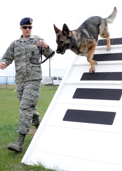Gina, 341st Security Forces Squadron military working dog, gets led through an obstacle by her handler Senior Airman Jessica Woodall, 341st SFS MWD handler. The base’s kennels have an obstacle course the K-9s can be led through to work on basic obedience training. (U.S. Air Force photo/Senior Airman Cortney Paxton)