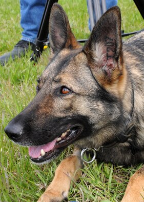 The number T207 is shown tattooed inside the ear of Gina, 341st Security Forces Squadron military working dog, designating her career as an MWD. MWDs start their career usually at only 1 year old. (U.S. Air Force photo/Senior Airman Cortney Paxton)