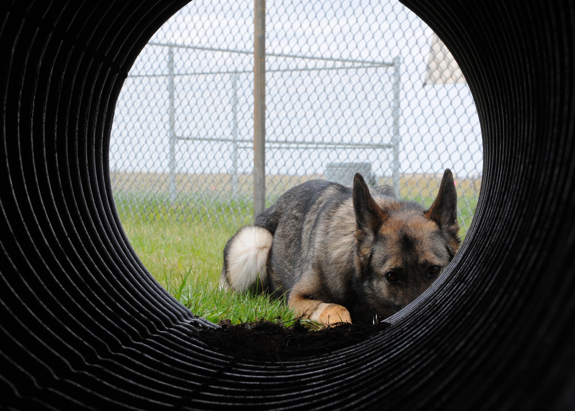 Gina, 341st Security Forces Squadron military working dog, lies at one side of a tunnel and waits for her handler to tell her to crawl through it at Malmstrom’s K-9 kennels May 7. MWDs start their career usually at only 1 year old. (U.S. Air Force photo/Senior Airman Cortney Paxton)