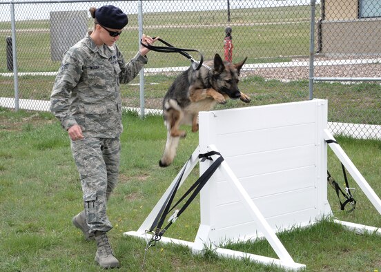 Gina, 341st Security Forces Squadron military working dog, follows a command given by her handler, Senior Airman Jessica Woodall, 341st SFS MWD handler, to jump over a wall. Gina is a 3-year-old German shepherd – one of four German shepherds in Malmstrom’s MWD section. (U.S. Air Force photo/Senior Airman Cortney Paxton)