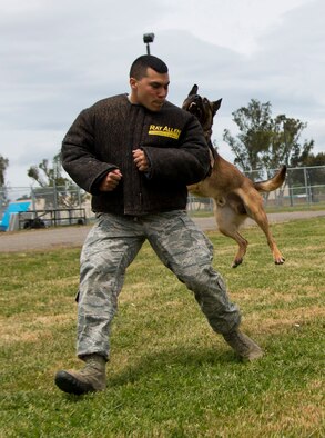 Borat, 60th Security Forces Squadron military working dog, takes down Senior Airman Andrew Hanus, 60th SFS MWD handler and "bad guy," during training May 8. Borat and his handler, Staff Sgt. Zahir Mohammed, 60th SFS MWD handler, will compete both days during the 2014 Defenders K9 Trials. (U.S. Air Force photo/Senior Airman Nicole Leidholm) 

