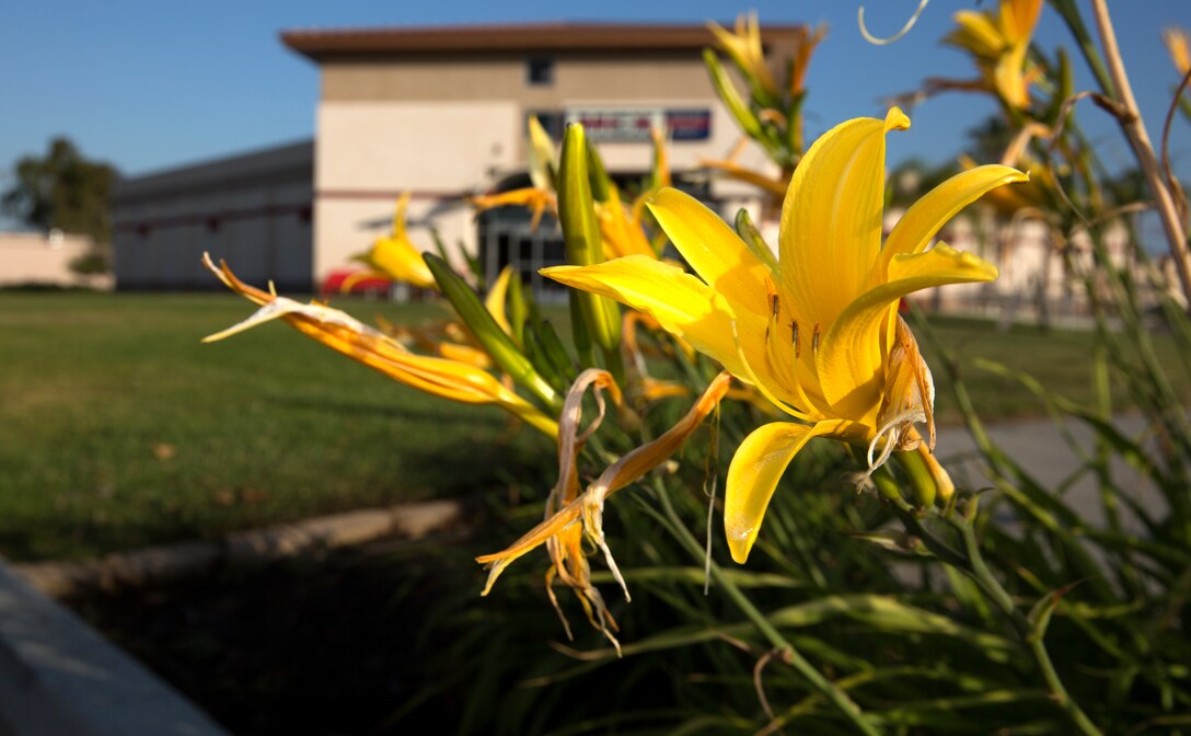 Water drips off of a freshly watered plant outside the Marine Mart aboard Marine Corps Air Station Miramar, Calif., May 9. As California experiences a drought, MCAS Miramar works to cut back on water consumption to aid the city of San Diego, as well as the rest of the state to conserve this precious resource.