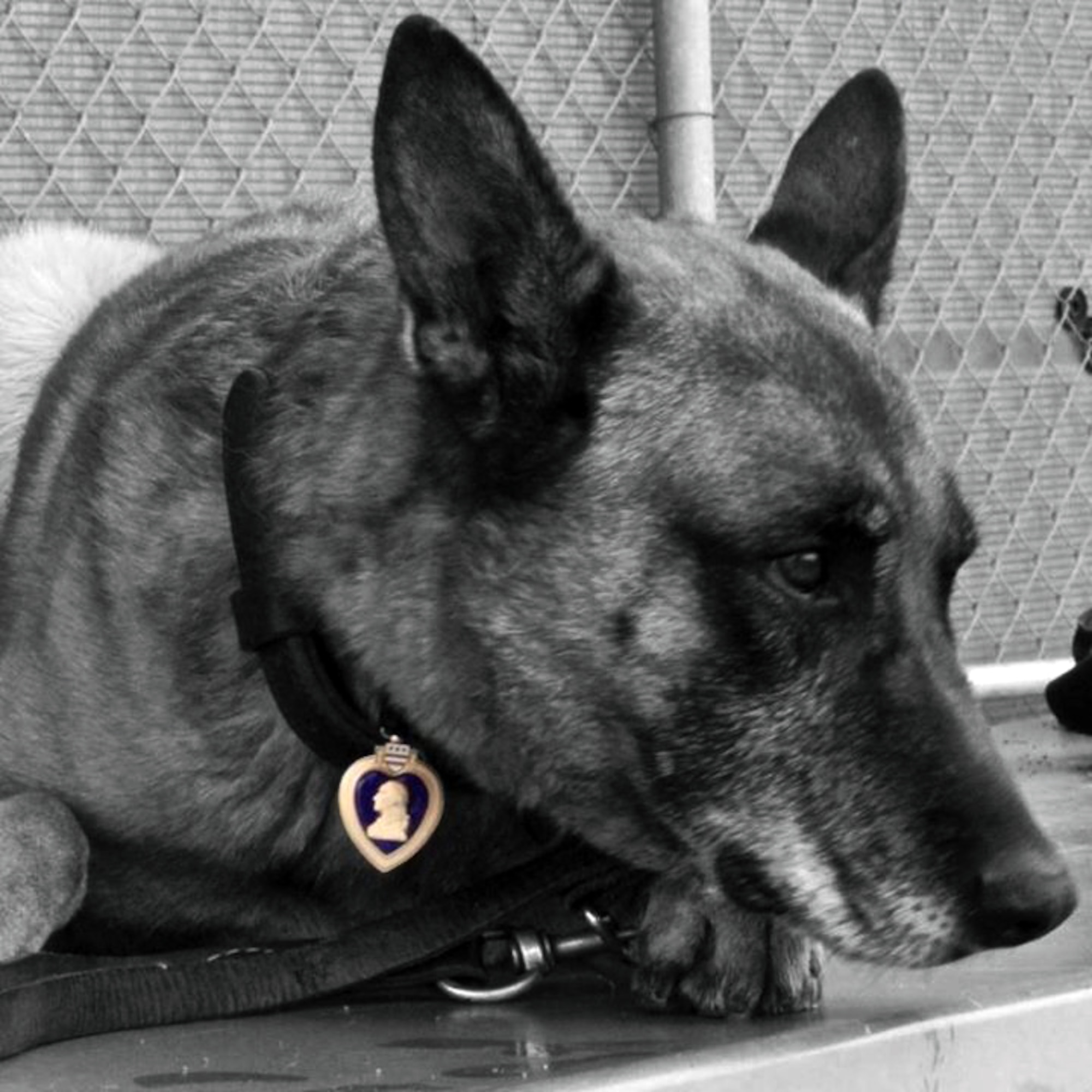 Navy Petty Officer 1st Class Valdo, working dog, wears a Purple Heart Medal on his collar. Valdo and his handler, Petty Officer 2nd Class Ryan Lee, were both wounded by shrapnel in a rocket propelled grenade attach in Bala Murghab District, Badghis Province, Afghanistan, April 4, 2011. Valdo fully recovered after five surgeries, served another year, and retired with a Purple Heart Medal, and now lives with Lee in New Jersey. (U.S. Air Force photo by Master Sgt. Kevin Wallace/RELEASED)