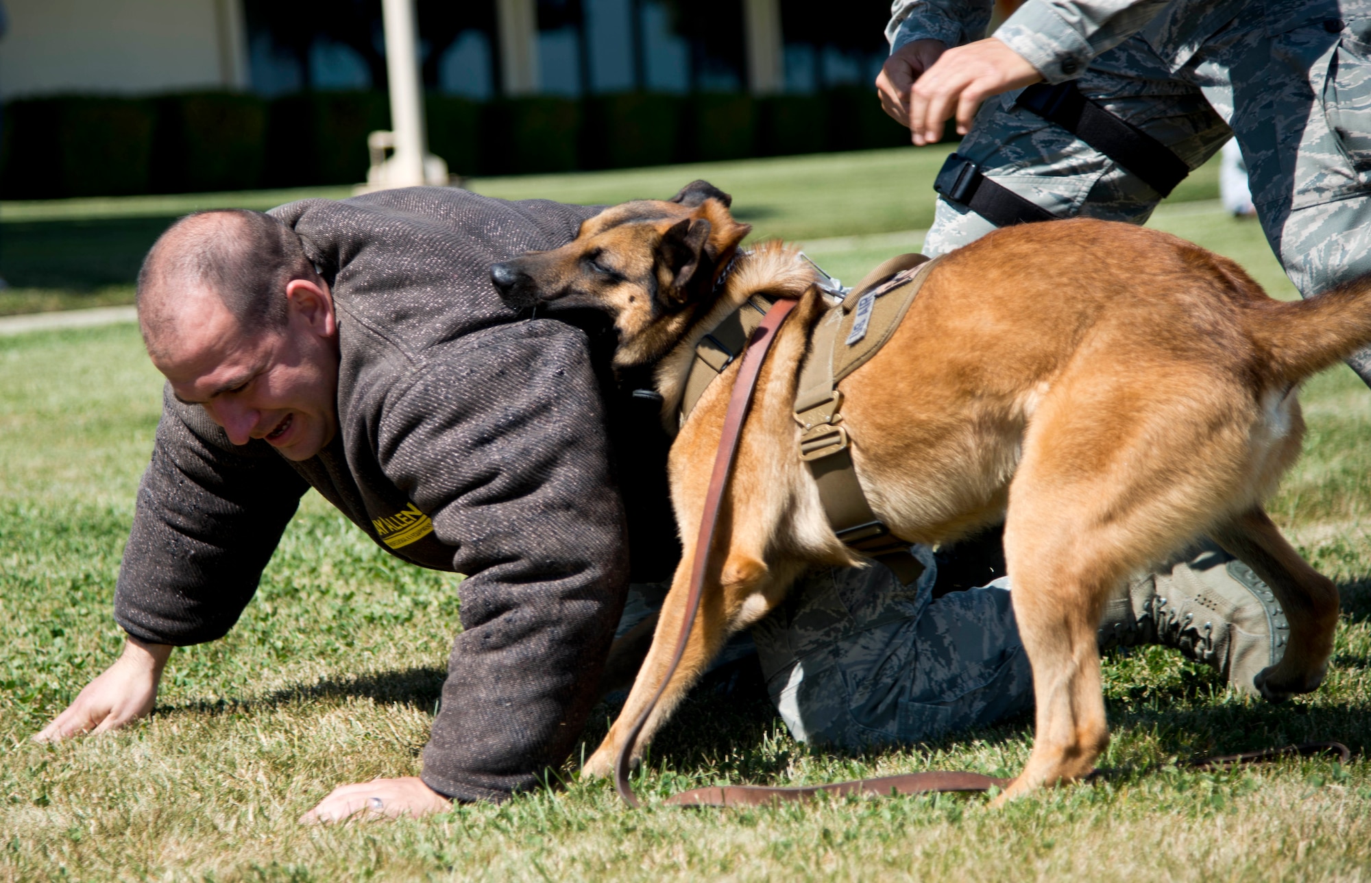 Staff Sgt. Joshua Hayes, 60th Security Forces Squadron Military Working Dog handler, gets taken down by Beni, 60th SFS MWD, during a demonstration at Thunder Over Solano Air Expo and Open House May 3 at Travis. (U.S. Air Force photo/Senior Airman Nicole Leidholm)