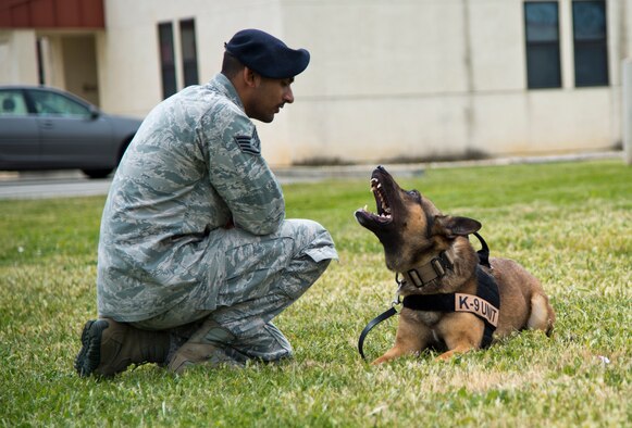 Borat, 60th Security Forces Military Working Dog, resists the urge to attack Senior Airman Andrew Hanus, 60th SFS MWD handler and "bad guy." As his handler, Staff Sgt. Zahir Mohammed, 60th SFS MWD handler, goes through basic obedience commands with him that they will be tested on during the 2014 Defenders K9 Trials. (U.S. Air Force photo/Senior Airman Nicole Leidholm)
