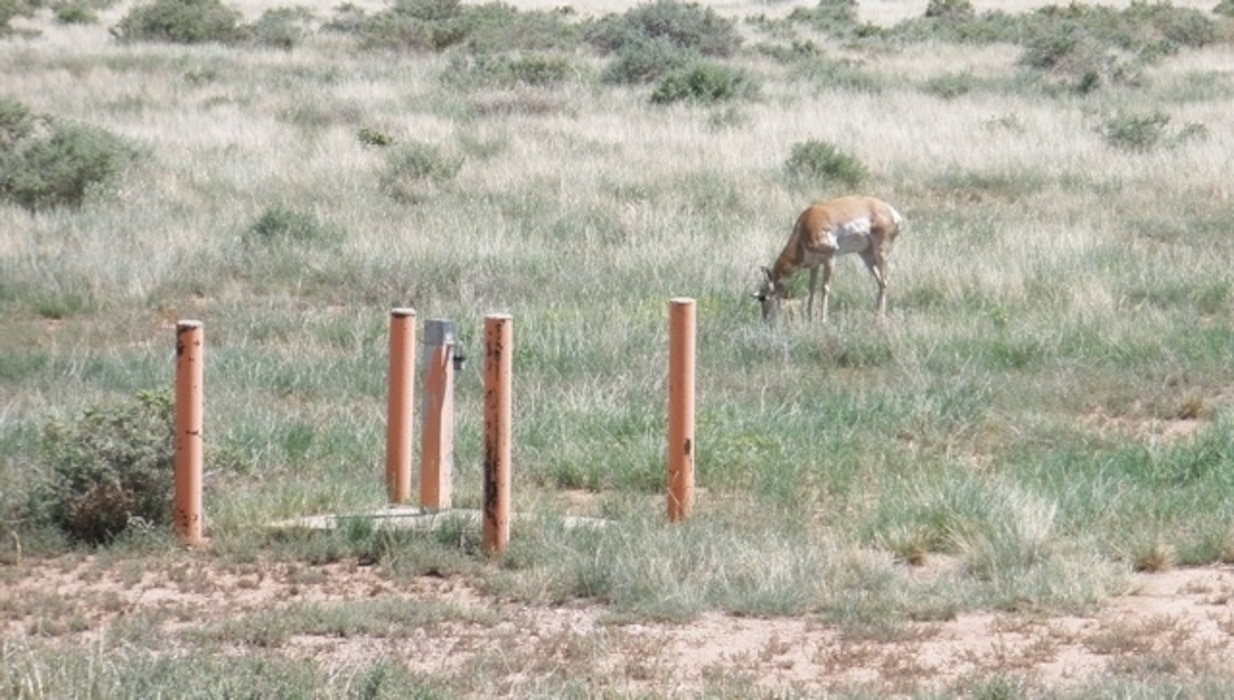 FORT WINGATE ARMY DEPOT, N.M., -- Pronghorn antelope (Antilocapra Americana) are seen  in an area where groundwater and site restoration activities are being conducted by the Corps. Photo by David Brown, August 2011.