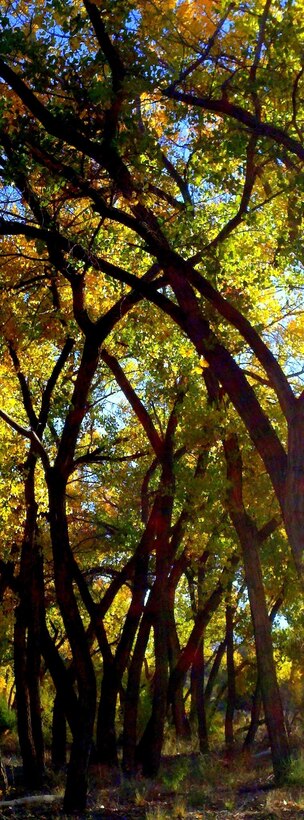 ALBUQUERQUE, N.M., -- A cottonwood grove at the Rio Grande Nature Center, seen at sunrise. Photo by Michael Porter, Oct. 21, 2011.