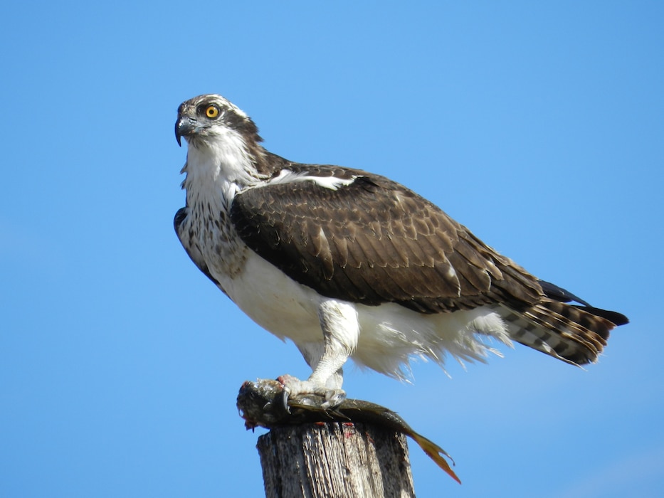 JOHN MARTIN RESERVOIR & DAM, Colo., -- This photo of an osprey placed third in the 2011 District photo drive. Photo by Craig Trinkle, Oct. 21, 2011.
