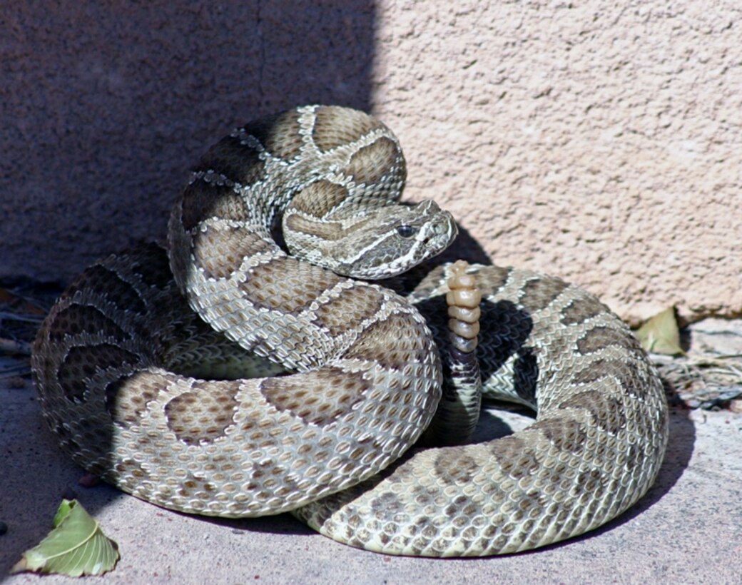 JOHN MARTIN DAM, COLO., -- This rattle snake suprised more than a few District employees when it was found sunning itself next to the administration building and parked Corps vehicles at John Martin Reservoir. Photo by Karen Downey, Oct. 16, 2009.