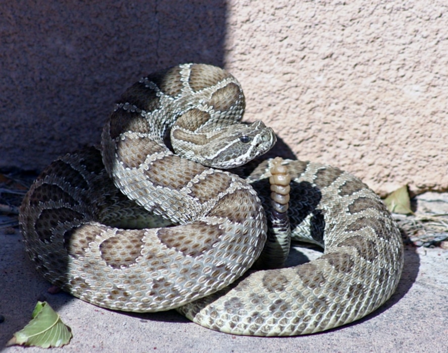 JOHN MARTIN DAM, COLO., -- This rattle snake suprised more than a few District employees when it was found sunning itself next to the administration building and parked Corps vehicles at John Martin Reservoir. Photo by Karen Downey, Oct. 16, 2009.