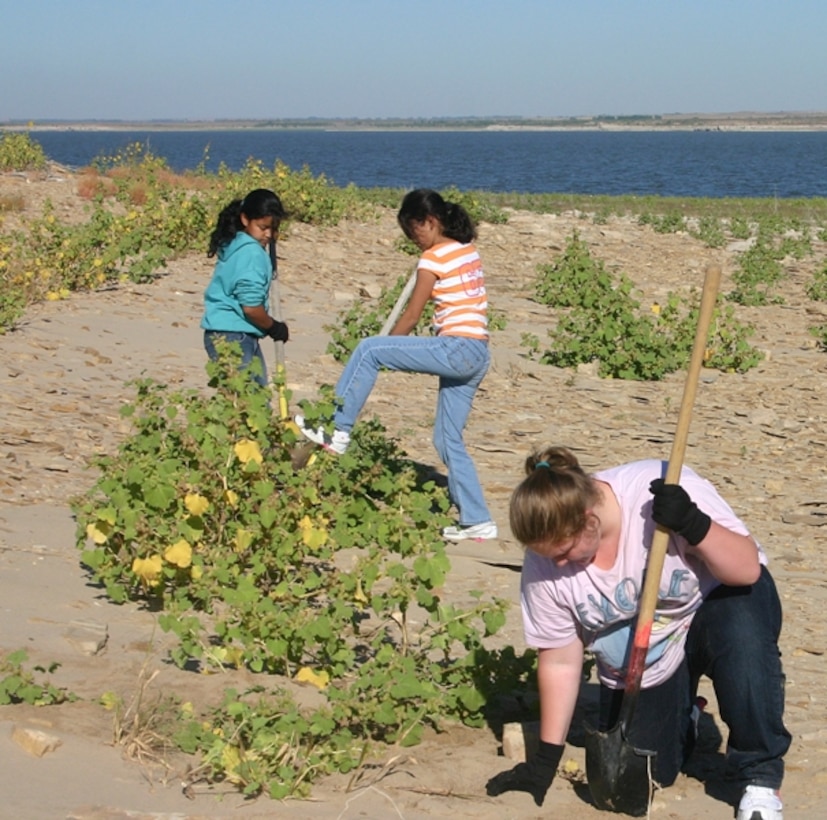 JOHN MARTIN DAM, COLO., -- Volunteers aid in removing invasive species.  Three young volunteers help clear the shoreline of John Martin Reservoir in an area that attracts endangered birds to nest in the spring. Photo by Karen Downey, Sept. 25, 2010.
