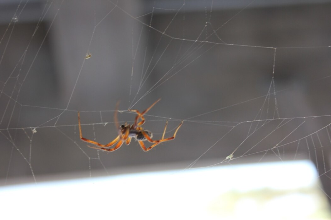 JOHN MARTIN DAM, COLO., -- A spider is hard at work on its web. Photo by Karen Sill, Aug. 2, 2010.