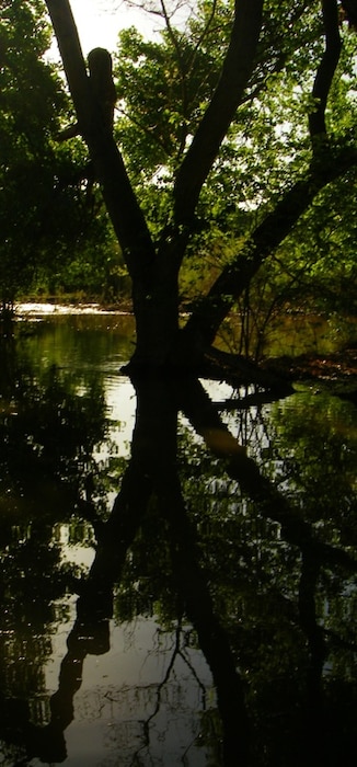 ALBUQUERQUE, N.M., -- Inundated bosque at the District's Route 66 project prior to the ribbon-cutting ceremony.  The bosque is near Albuquerque, N.M., along the Rio Grande River.  Photo by Michael Porter, May 25, 2010.