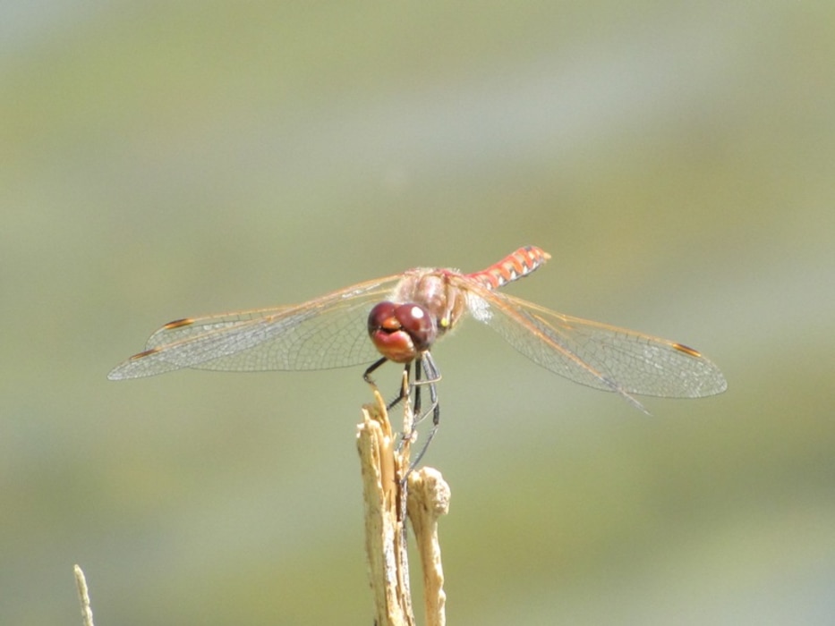 A dragon fly pauses on a twig in the Truchas area of N.M. Photo by Nadine Taylor, July 2010.