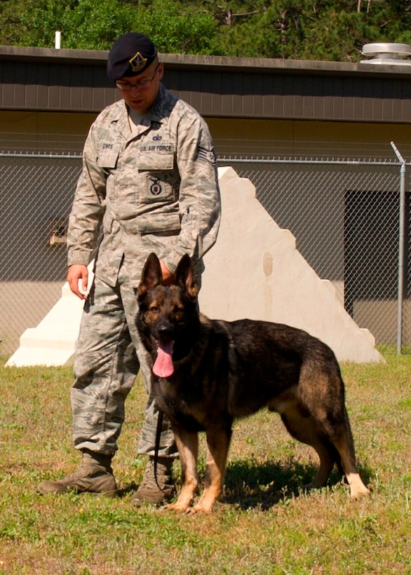 Staff Sgt. Tyler Jones, 325th Security Forces Squadron military working dog handler, stands with Aik T694, 325th SFS MWD and newest member to Tyndall’s K-9 Unit after training scenarios May 7 at the 325th SFS MWD obstacle course. (U.S. Air Force photo by Senior Airman Christopher Reel) 