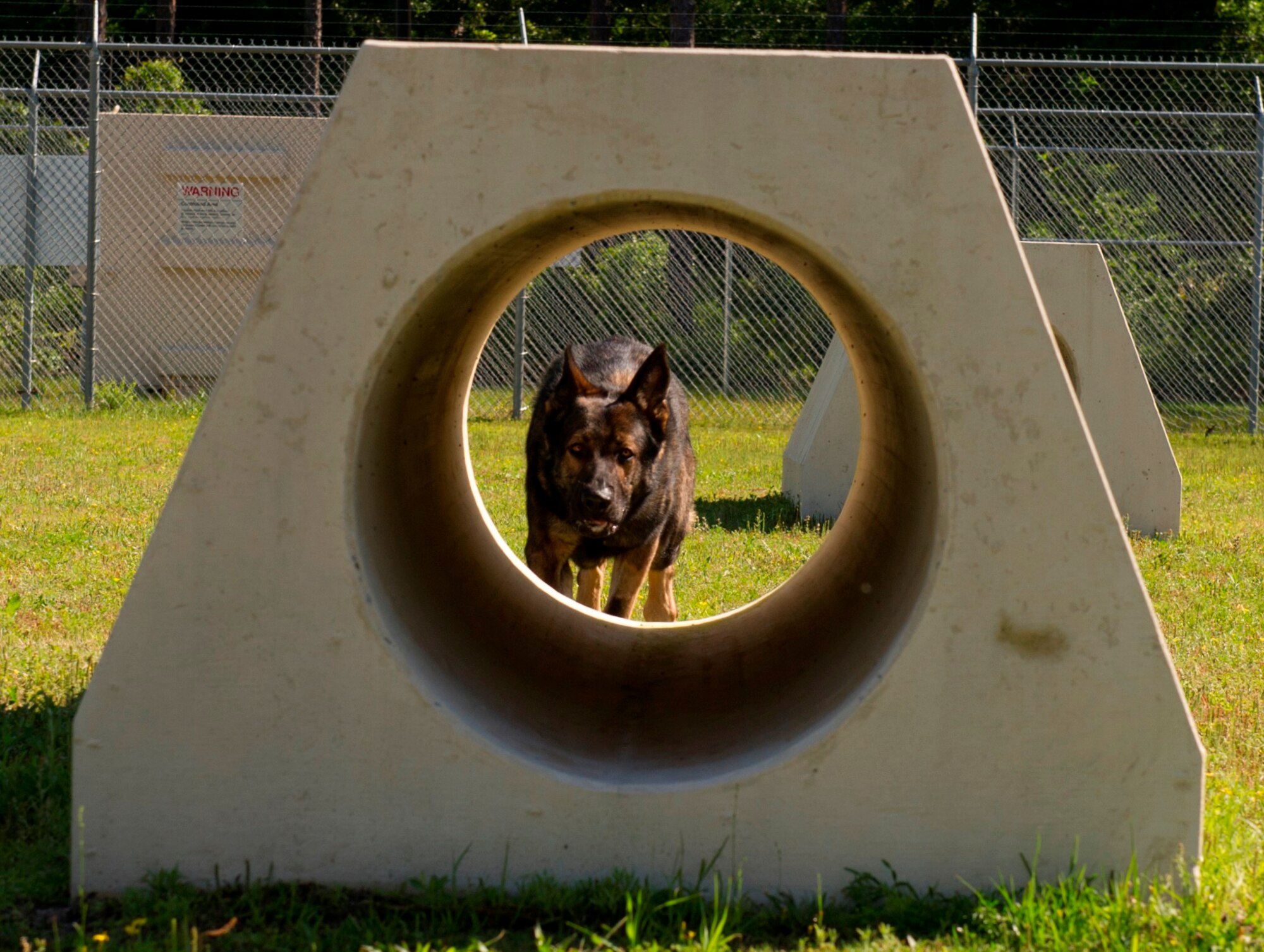 Aik T694, 325th Security Forces Squadron military working dog, waits for a command May 7 to run the tunnel at the 325th SFS MWD obstacle course. Aik is the newest member to Tyndall’s K-9 Unit.  (U.S. Air Force photo by Senior Airman Christopher Reel)
