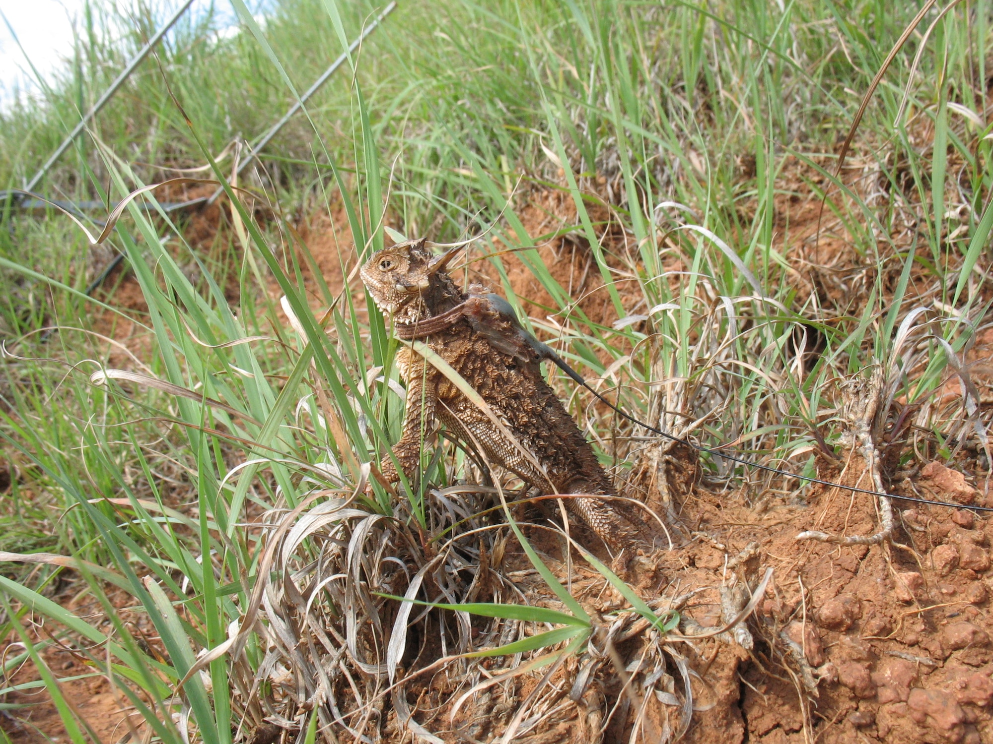More than 350 species of animals, including this Texas horned lizard, call Tinker Air Force Base home. Find out about the different species on pages 8-9. Also, see page 10 for an article on a local author who has made the horned lizard the star of her newest book. (Courtesy photo)