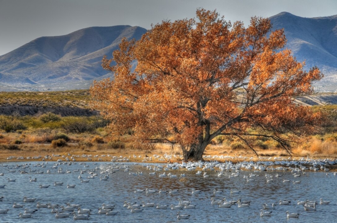 SAN ANTONIO, N.M., -- Cottonwoods and birds Bosque Del Apache National Wildlife Refuge. Photo by Richard Banker, Nov. 29, 2009.
This photo placed second in the District's 2010 photo contest.