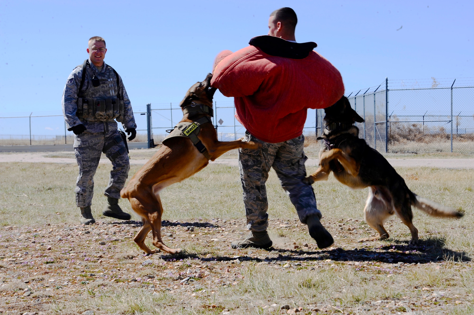 Rex and Jeja, 460th Security Forces Squadron military working dogs, latch onto Staff Sgt. Joshua Carabajal, 460th SFS MWD handler, during a K-9 exercise at a training facility April 8, 2014, on Buckley Air Force Base, Colo. MWDs routinely train in narcotic and explosives detection training, along with apprehension work. (U.S. Air Force photo by Airman 1st Class Samantha Saulsbury/Released)