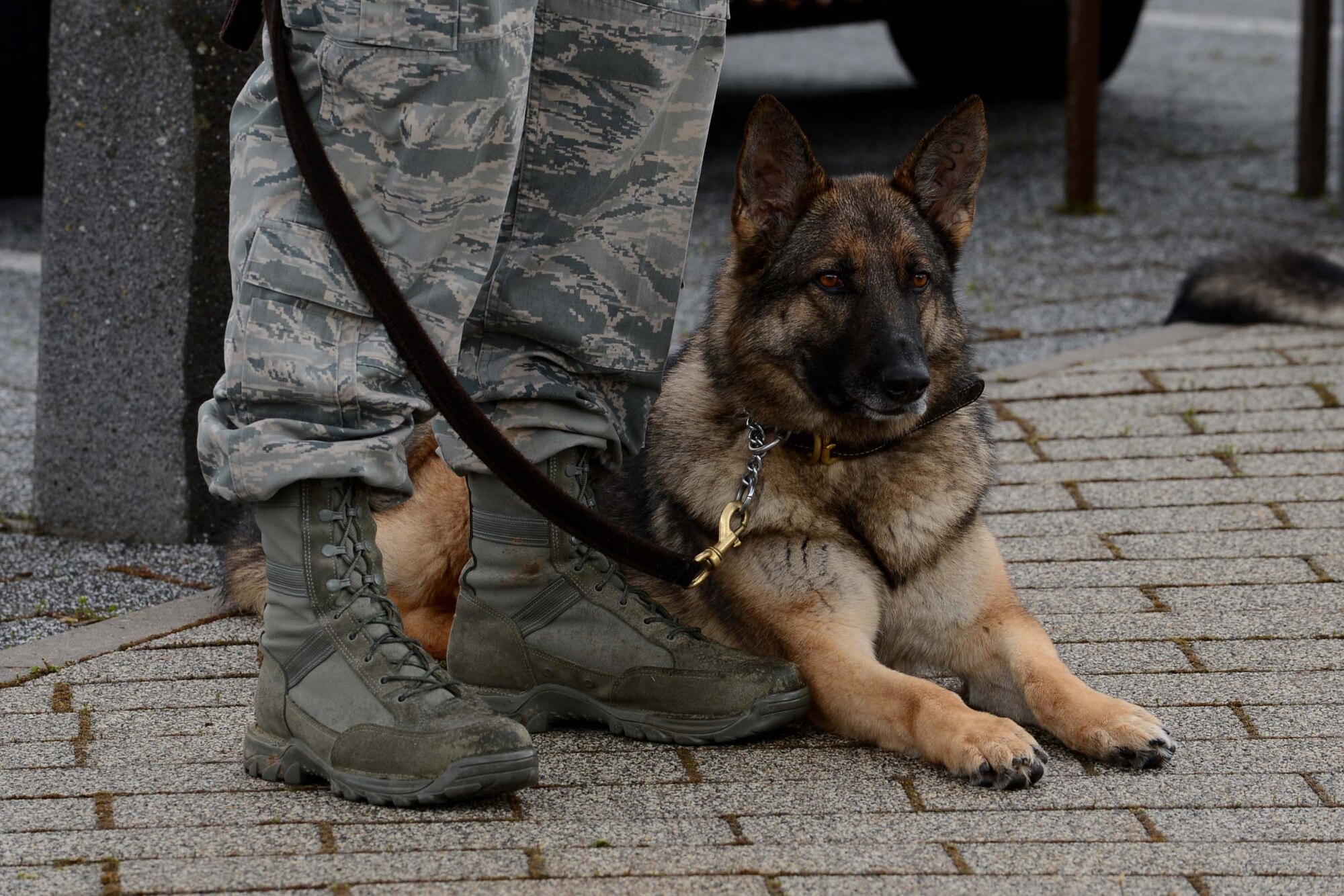 A military working dog lies next to a handler during National Police Week retreat ceremony at Spangdahlem Air Base, Germany, May 12, 2014. Police Week is nationally recognized and honors police officers and security forces members who have died in the line of duty. (U.S. Air Force photo by Airman 1st Class Kyle Gese/Released)