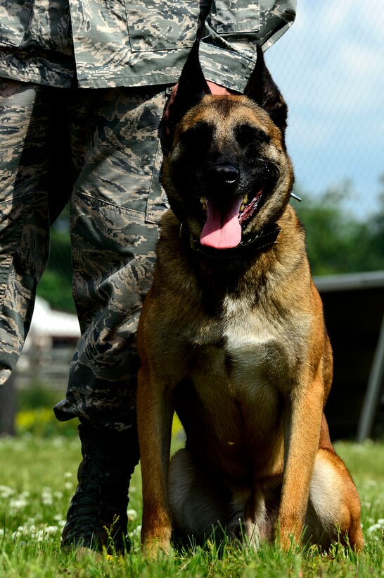 Max, 633rd Security Forces Squadron Military Working Dog, awaits instruction from his handler during a demonstration at Langley Air Force Base, Va., May 15, 2014. The demo was held in conjunction with a Combat Arms Training and Maintenance display as part of National Police Week events.  (U.S. Air Force photo by Senior Airman Kayla Newman/Released)