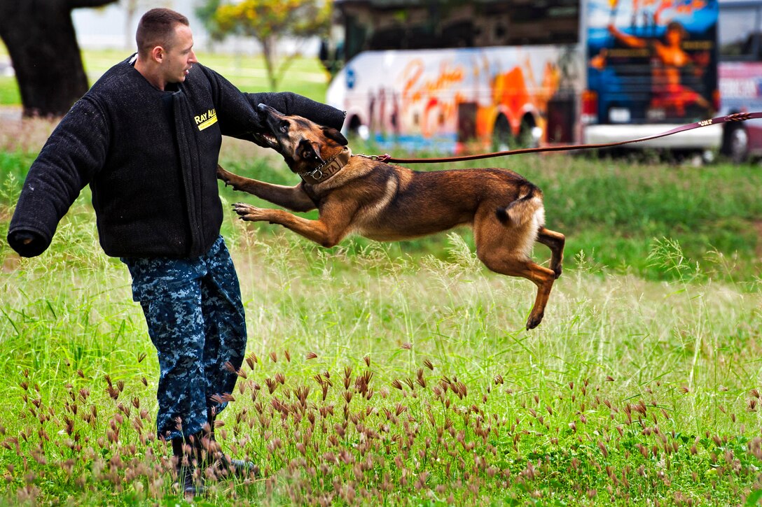 Asta, a military police working dog, attacks U.S. Navy Petty Officer 2nd Class William Bryan during a controlled aggression demonstration at Ford Island on Joint Base Pearl Harbor-Hickam, Hawaii, April 13, 2013. The military uses working dogs to apprehend suspects and to detect explosives and narcotics while searching buildings, ships and submarines. Bryan is a master-at-arms.  
