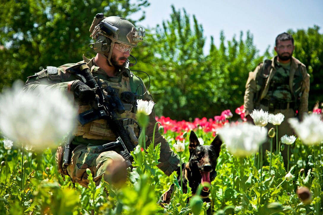 A U.S. Marine Corps Special Operations team member and his military working dog, Wilbur, maintain security from a field for Afghan army forces helping Afghan local police build a checkpoint in Helmand province, Afghanistan, April 3, 2013.  
